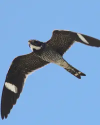 A flying Common Nighthawk with brown feathers and white stripes and distinctive angular wings